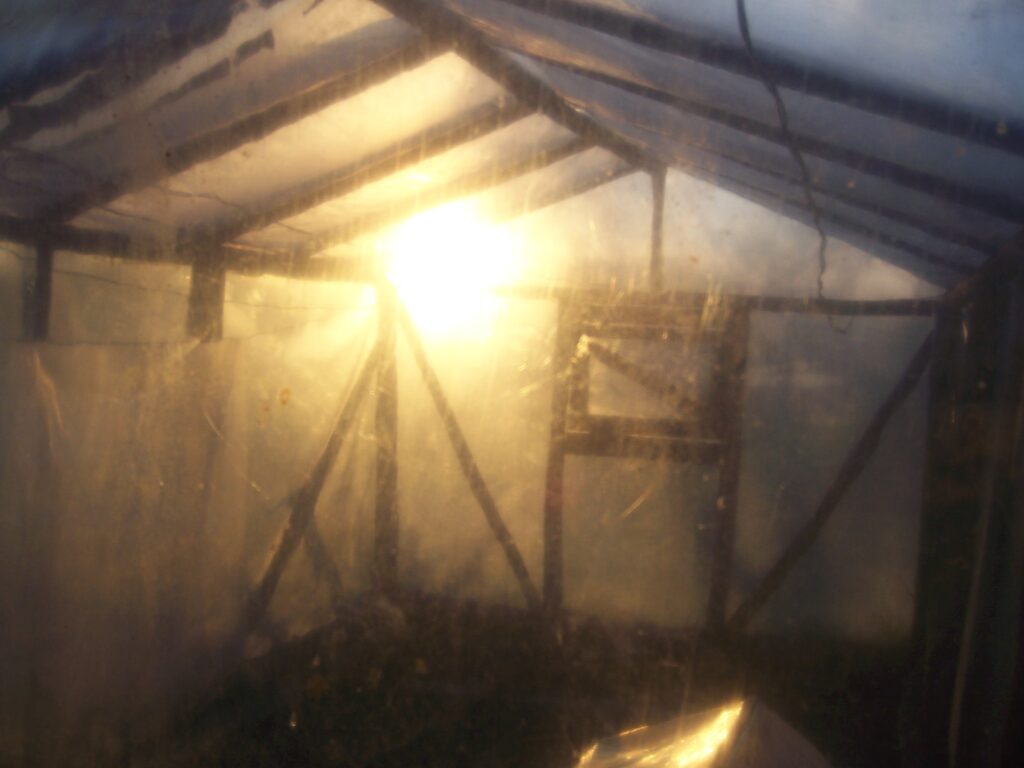 The old greenhouse in spring