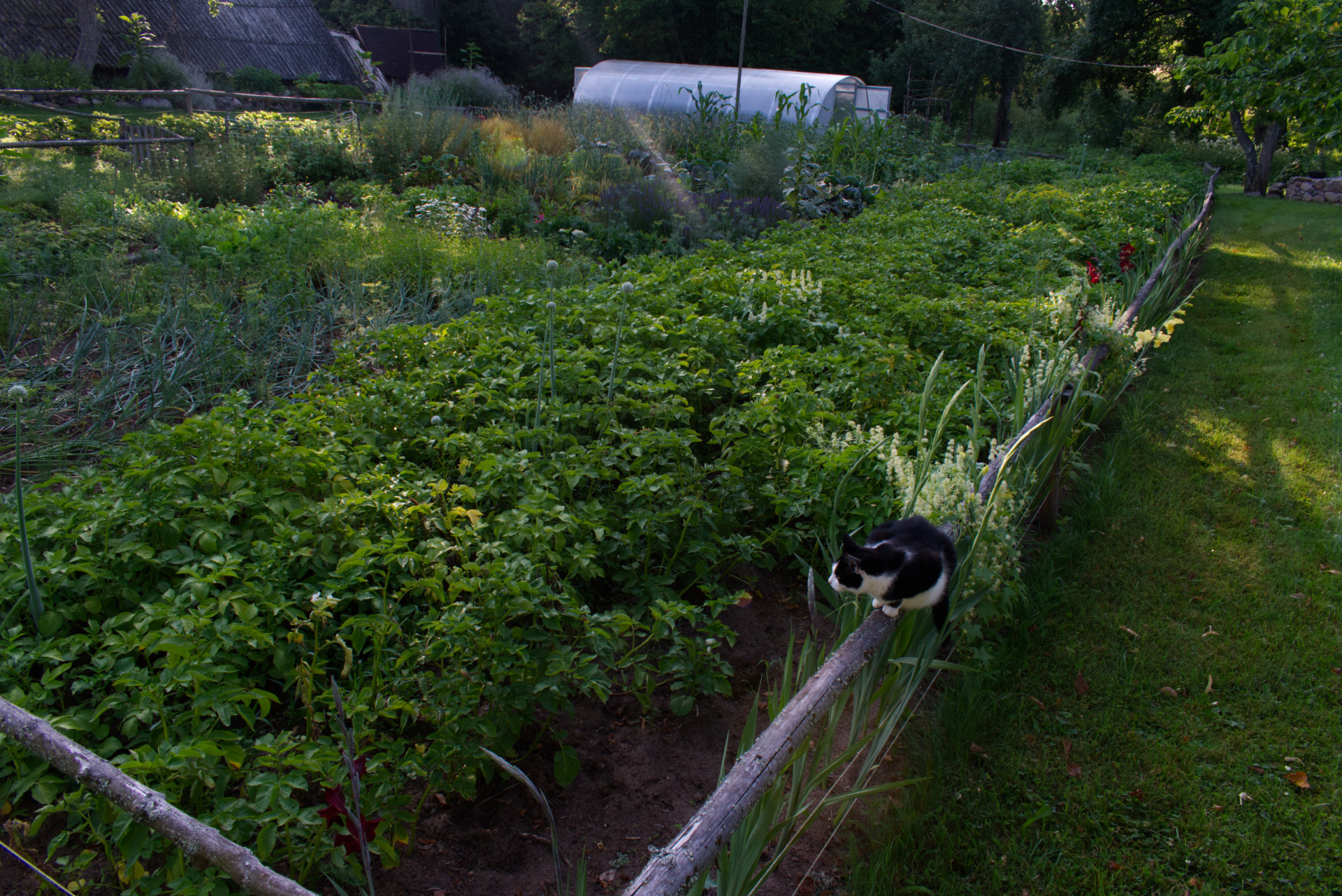 Vegetable garden in July morning