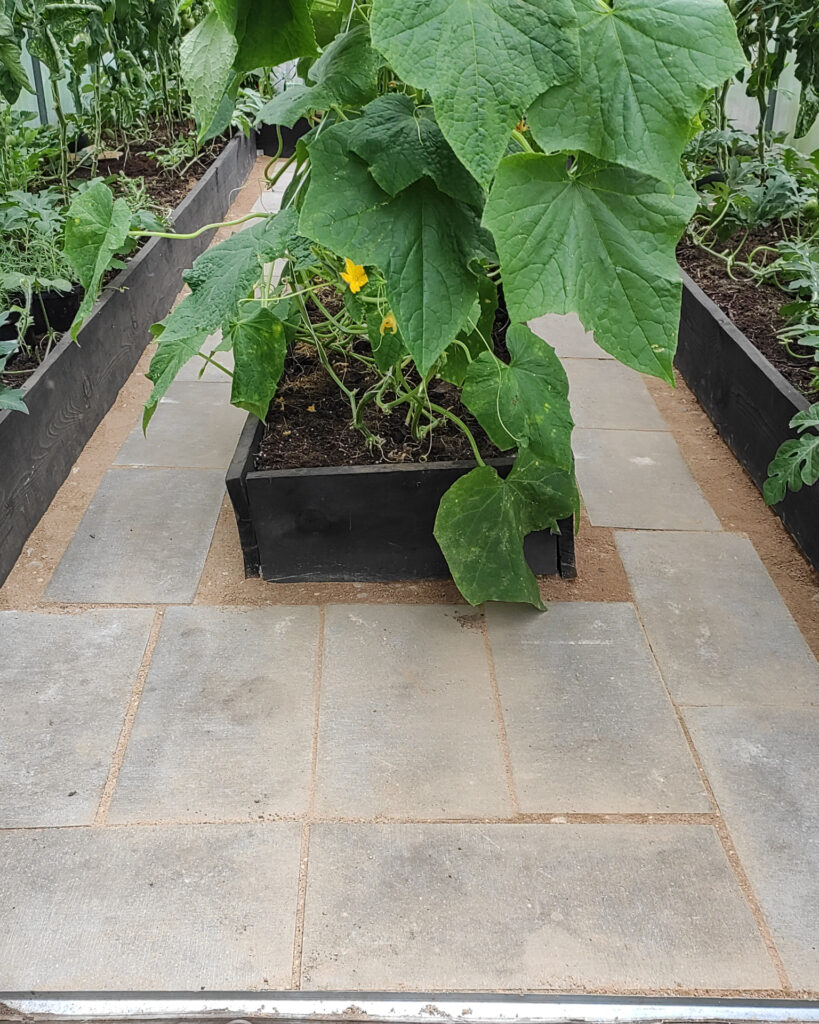 concrete block pathway in greenhouse