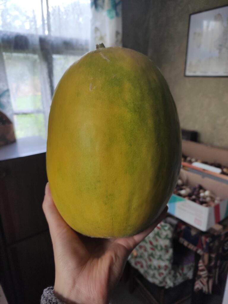 homegrown yellow melon