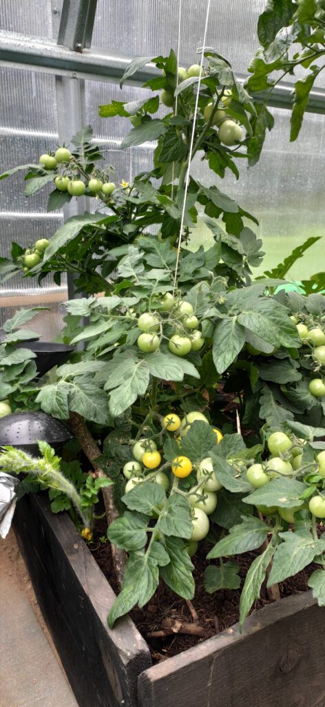 Determinate (bush) tomato plants