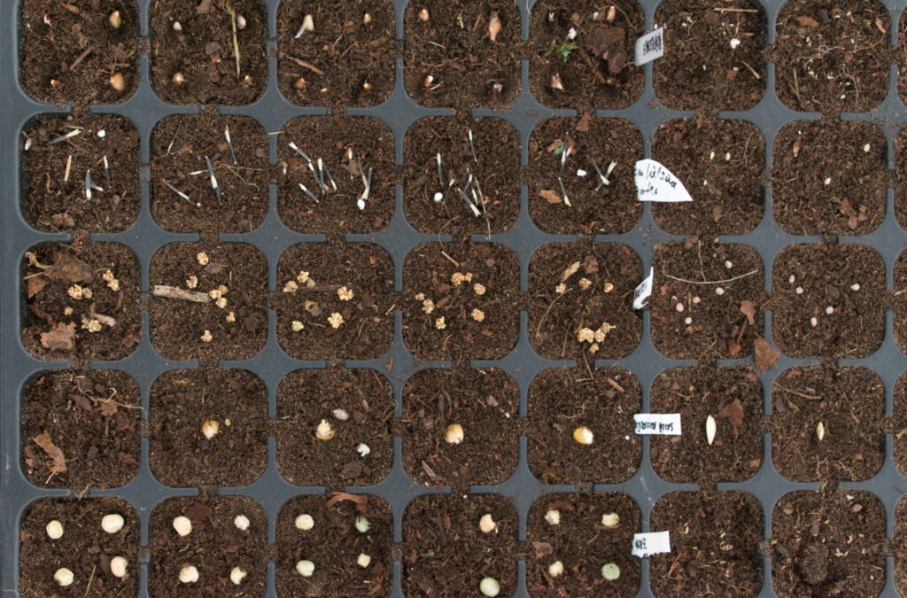 Seeds sowed in seed tray