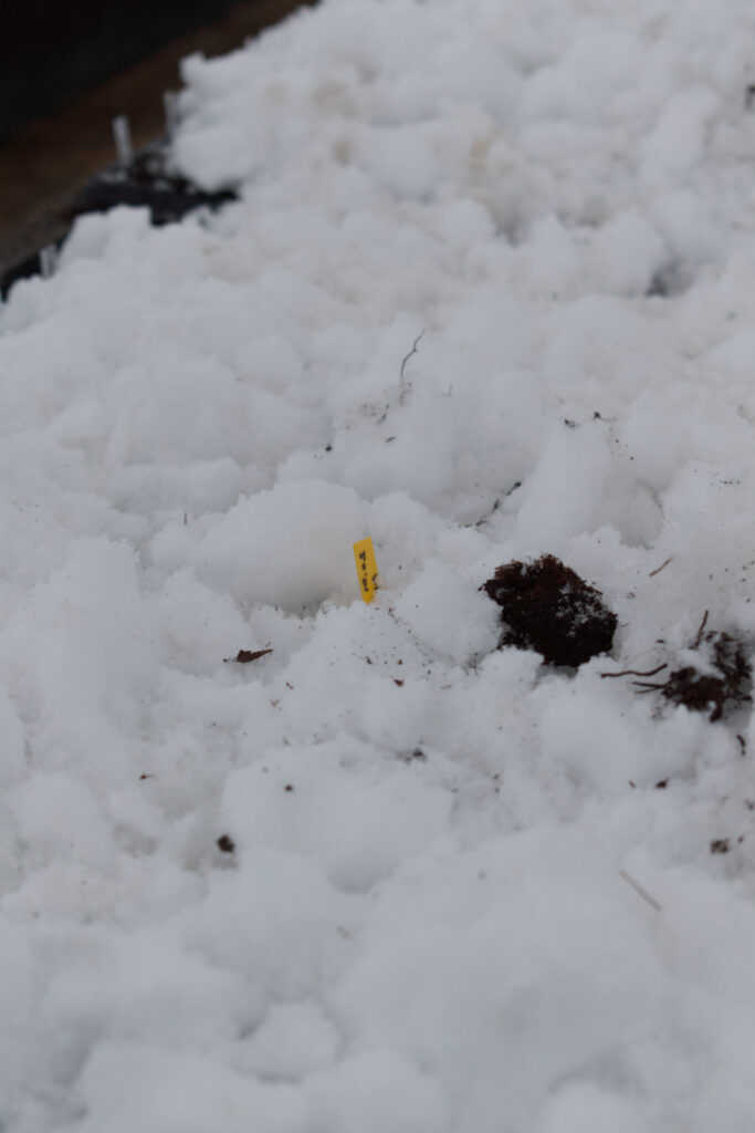 Seed trays covered in snow