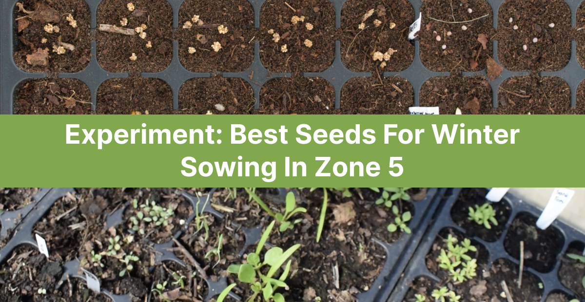 Best Seeds For Winter Sowing In Zone 5